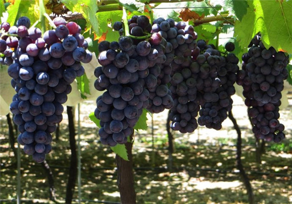 土壤墑情監(jiān)測站為葡萄種植實(shí)現(xiàn)灌溉