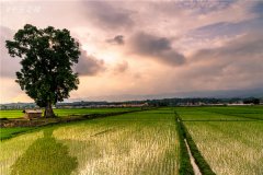 土壤墑情速測(cè)儀的使用效果怎么樣？