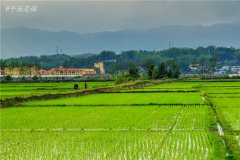 土壤水分速測儀調(diào)節(jié)土壤水分的方法？