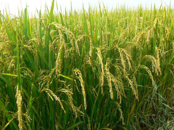 土壤墑情監(jiān)測系統(tǒng)是如何運行的？