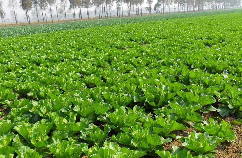 土壤墑情監(jiān)測需要怎么取樣？