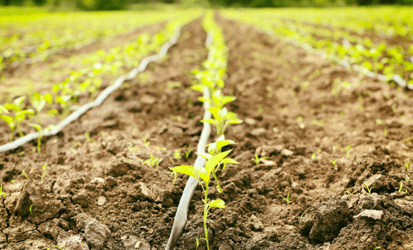 為什么要開(kāi)展土壤墑情監(jiān)測(cè)工作？